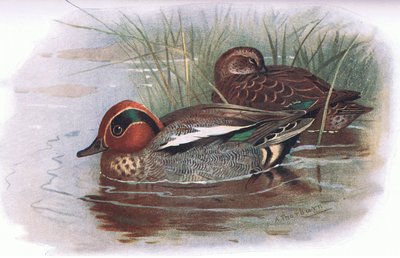 Teal by Archibald Thorburn